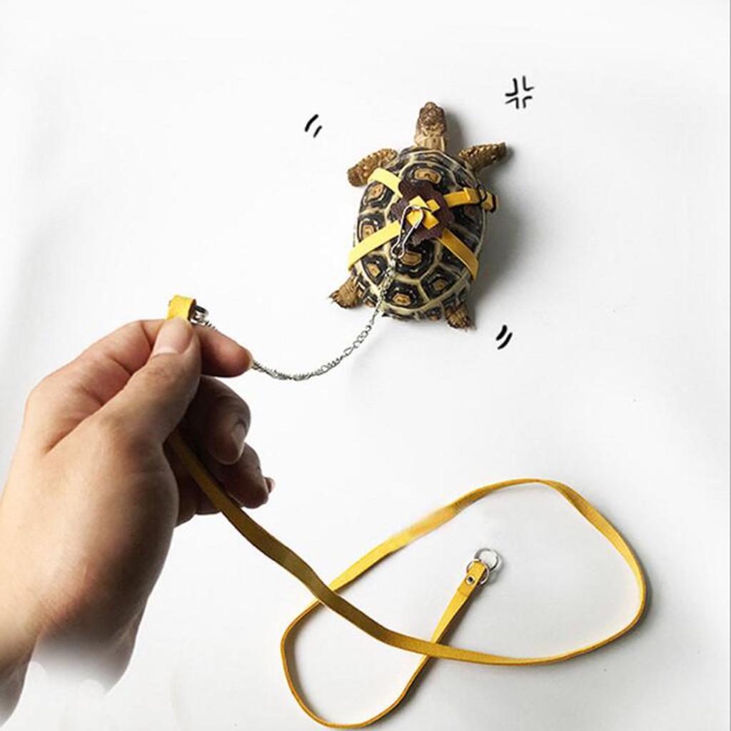 turtle harness leash