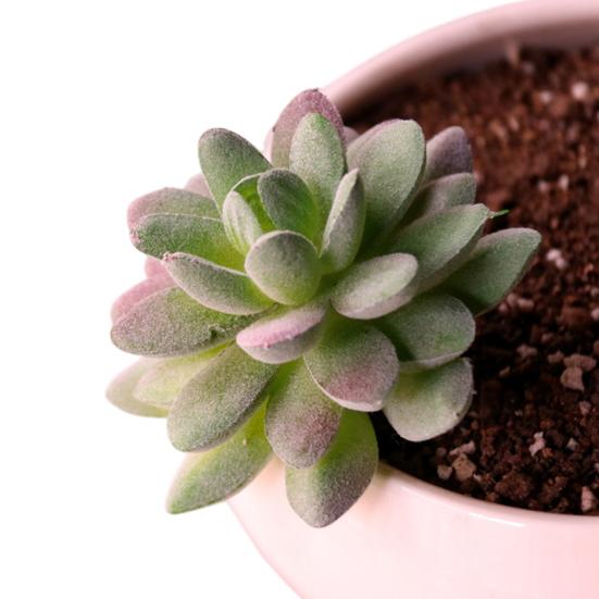 Mini Künstliche Sukkulenten Realistische Fake Kleine Kakteen Pflanzen Bunte Kunststoffe Beflockte Topflose Pflanzen für Garten Blumentopf Küche Heimdeko