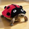 Knitted Turtle Sweater Frog Pet Turtle Outfit Fashion Pet Tortoise Clothes  Pet Costume