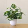 Flower Foliage  Potted Bonsai Office Decor
