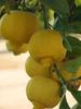 SWEET LEMON / Citrus Limetta 10 FRESH SEEDS-