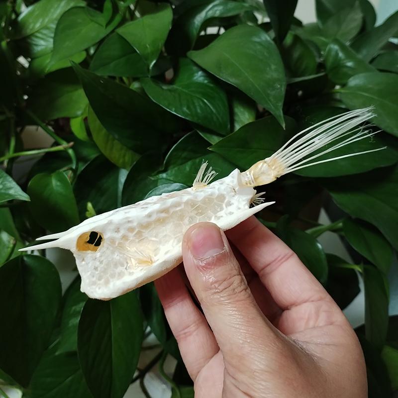 Real Starry Handfish Skull Specimen Genuine Deep Sea Fish Bone Animal Skeleton Specimen Model Taxidermy Science Education 15 CM