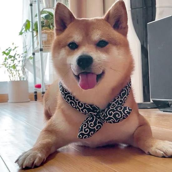 Yousheng Pet Scarf Classical Japanese Style Printed Comfortable to Wear Warm Fashionable Eye-catching Pet Scarf