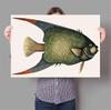 Pop Colorful Animals Fish Poster Aesthetic Fish Species Illustration Sketch Canvas Print For Wall Art Home Decoration Room Decor