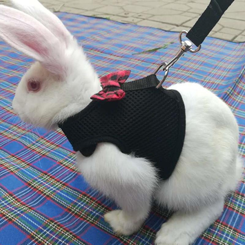 dwarf rabbit leash