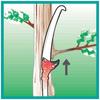 Nishigaki Kogyo Replacement Saw Blade for Branch Pruning N-760-1 Single-Pass (1 Blade)