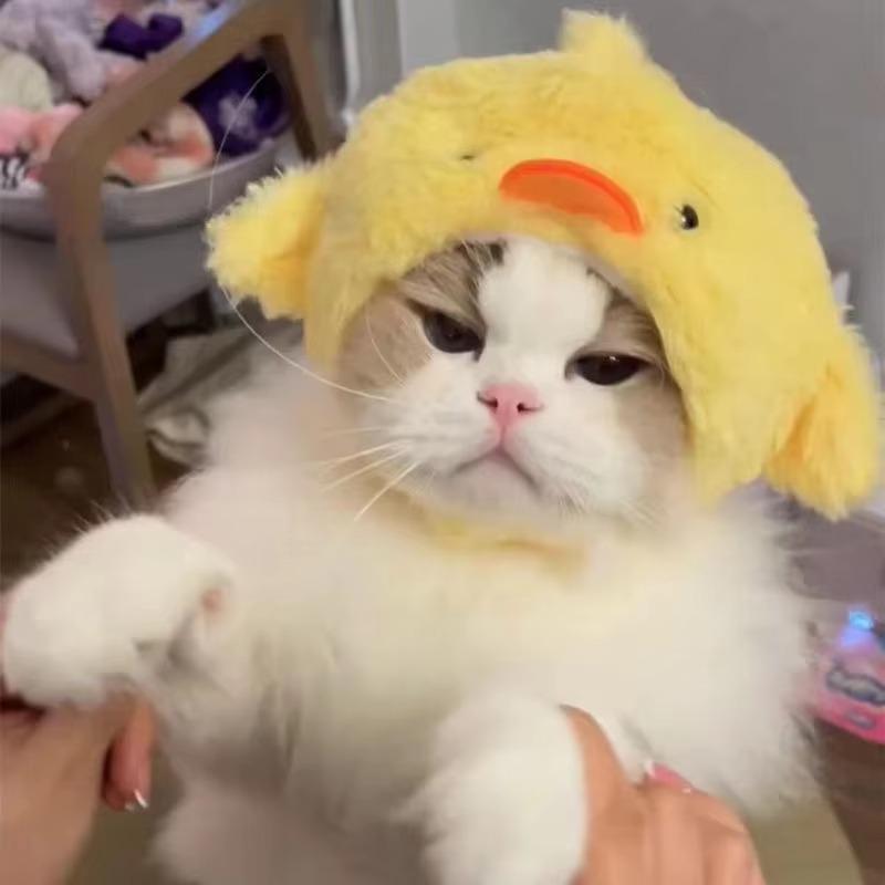 Lustige und verspielte Katzenkopfschmuckstücke lassen Ihre pelzigen Freunde aus der Menge herausstechen.