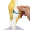 Functional Human Knee Joint Model with Meniscus and Cruciate Ligaments for Teaching