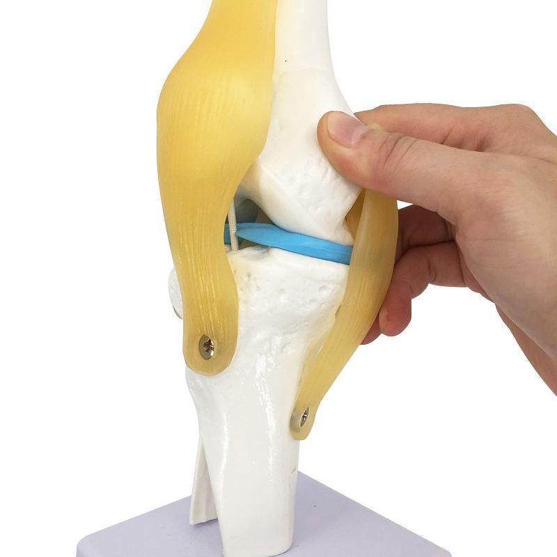 Functional Human Knee Joint Model with Meniscus and Cruciate Ligaments for Teaching