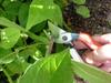 Okatsune Pruning Shears 200mm NO.103