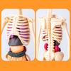 DIY Mannequin Science Cognitive Puzzle Toy Transparent Kid Skeleton Model  Birthday Kids Gift