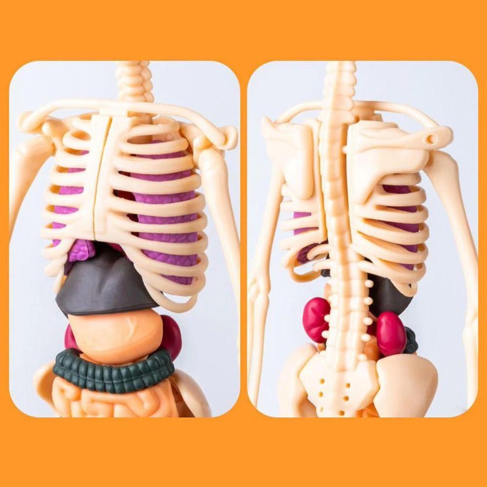 DIY Mannequin Science Cognitive Puzzle Toy Transparent Kid Skeleton Model Birthday Kids Gift