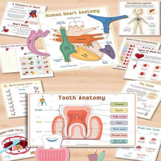 Anatomie des Menschen: Beschäftigungsbuch für Vorschulkinder im Kindergarten, Körperteile, Lernaktivitäten, Buch, interaktives pädagogisches Buch zum Entschlüsseln von Körpergeheimnissen