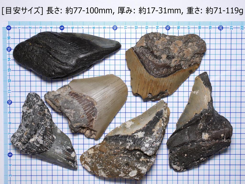 Stone Natural Fossil Megalodon North United States Specimen Set of 6 [N2 Natural] (Carcharocles/Otodus Megalodon) - Carolina, - (2 "One-of-a-kind"