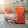 Piglet Feeding Trough Red Plastic Wall Mounted Feeder Bowl for Piglets Large Capacity Anti Spill for Farm Use