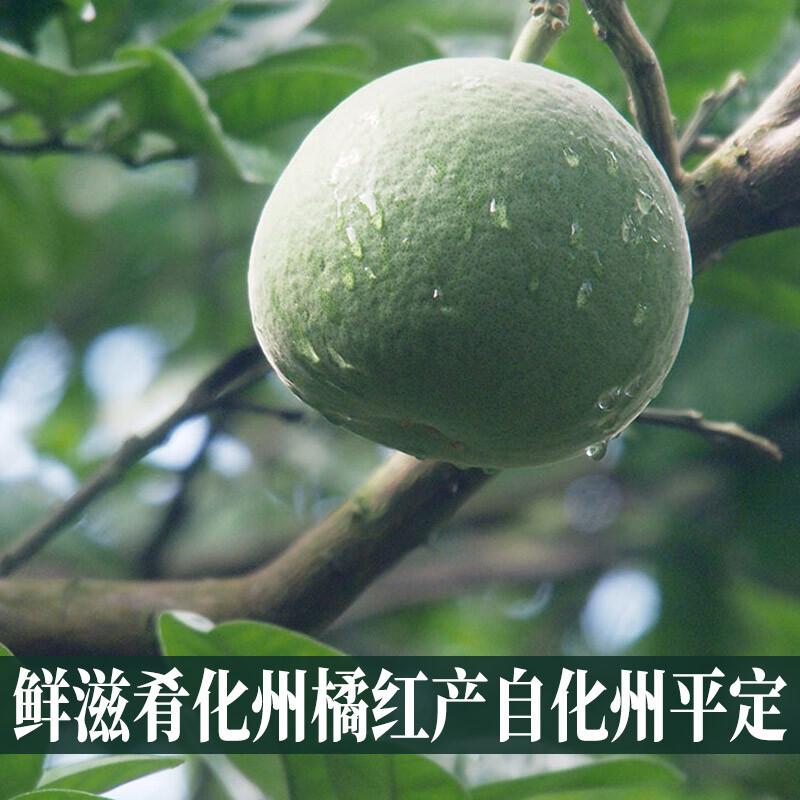 Chinesische Hua Zhou Ju Hong Huazhou Orange-rote Reifescheiben 100g