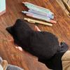 1pcs Cat-Shaped Pencil Case Soft To the Touch Adorably Cute and Lightweight Generous Capacity for Organizing Stationery