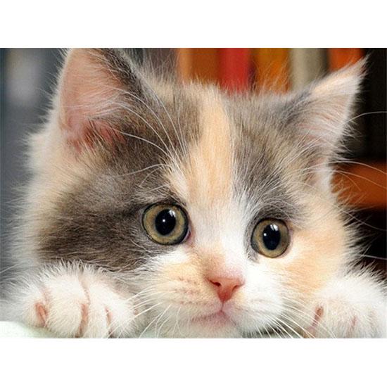 Broderie cu diamante Pisici Pictură cu diamant Animale rotunde Imagini cu strasuri cu mărgele Mozaic cu diamante Decor de perete