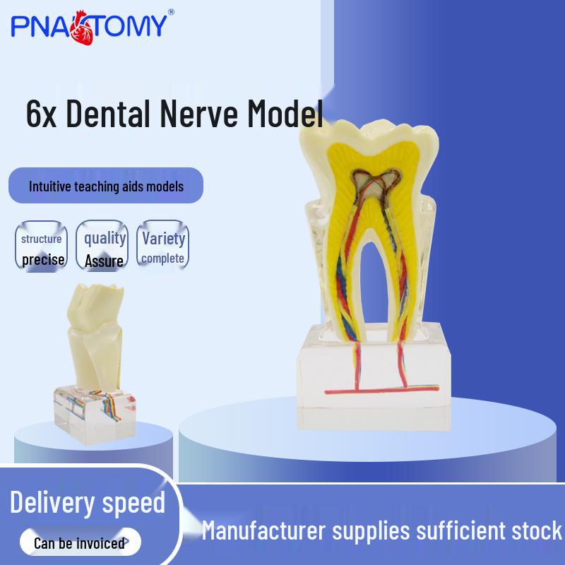 Oral Teaching Model: Magnified Dental Structure with 6x Tooth Nerve Display Resin