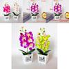 Faux Butterfly Orchid Potted Plant With Injection Molding For Living Room Decor