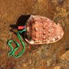 Street Stall Conch Shell Whistles & Toys: Creative Souvenirs