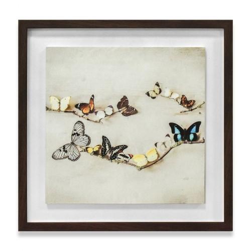 Ian Winstanley Array Of Butterflies Wood Framed Plaque