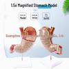 1.5x Human Stomach Anatomy Model: Abdominal Organs, Muscles, Nerves, Blood Vessels, Cross-Section
