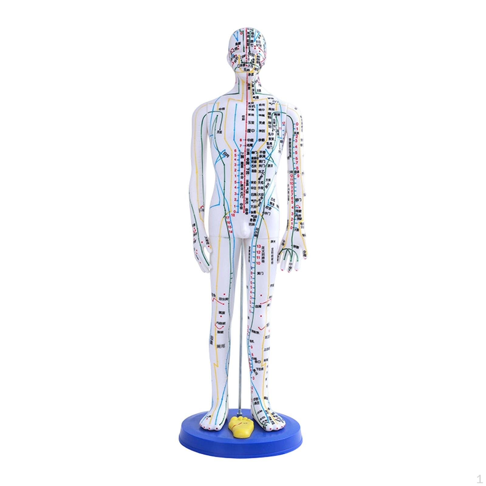 

Model for Humans, Chinese Teachings, Multiple Points, PVC, Removable Structure, Visual белый