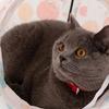 Katzen Spielzeug Tunnel Röhre Zusammenklappbares Zelt Versteck Haus Plüschball für Kaninchen