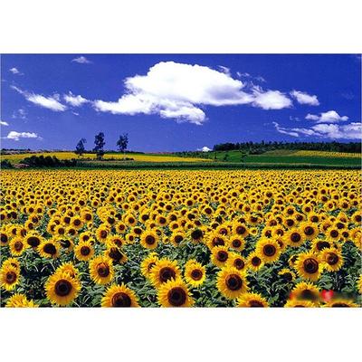 Puzzle Life Sunflower Plain 500-teiliges Bilderpuzzle, koreanische beliebte Puzzles