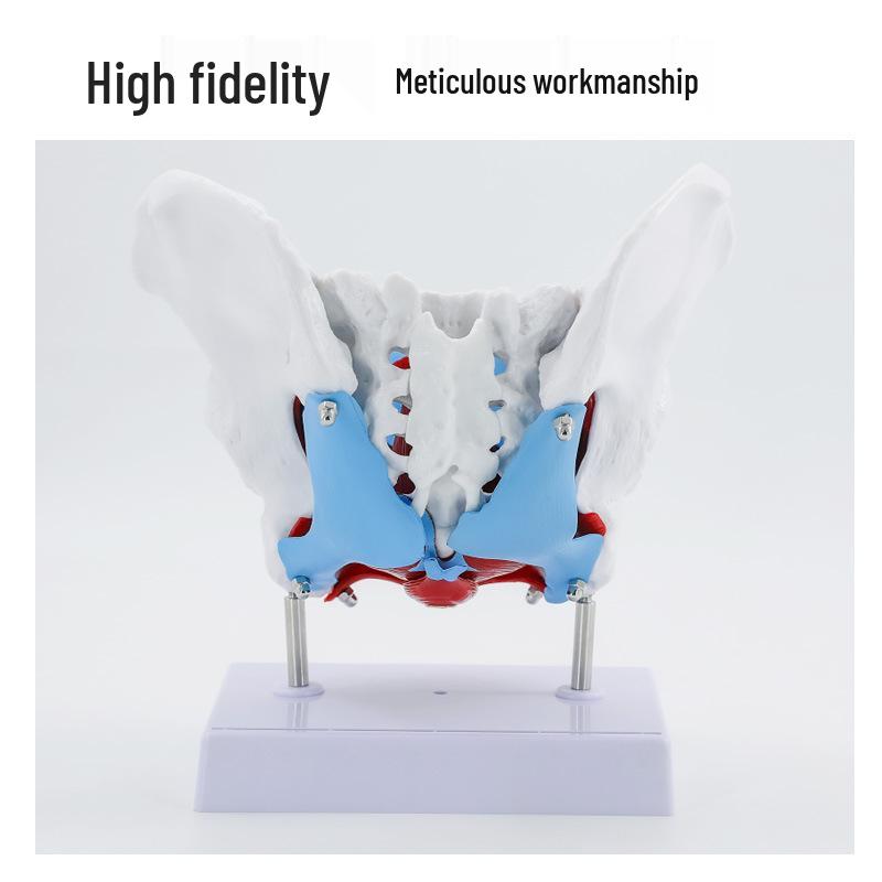 Female Pelvis and Pelvic Floor Model for Midwifery and Childbirth Education