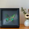 Handmade Black Butterfly Specimen Frame - Creative Birthday Gift Ornament