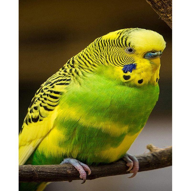 

DIY 5D Full Drill Алмазна картина Тварина Папуга Вишивка хрестиком Домашній декор Вишивка Мозаїка Художня картина зі стразами Full Round 30x40CM