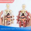 Modello Struttura Corpo Umano Smontabile Assemblato per Bambini, Scheletro Intero, Scheletro Organi, Giocattolo Simulazione Anatomia Medica