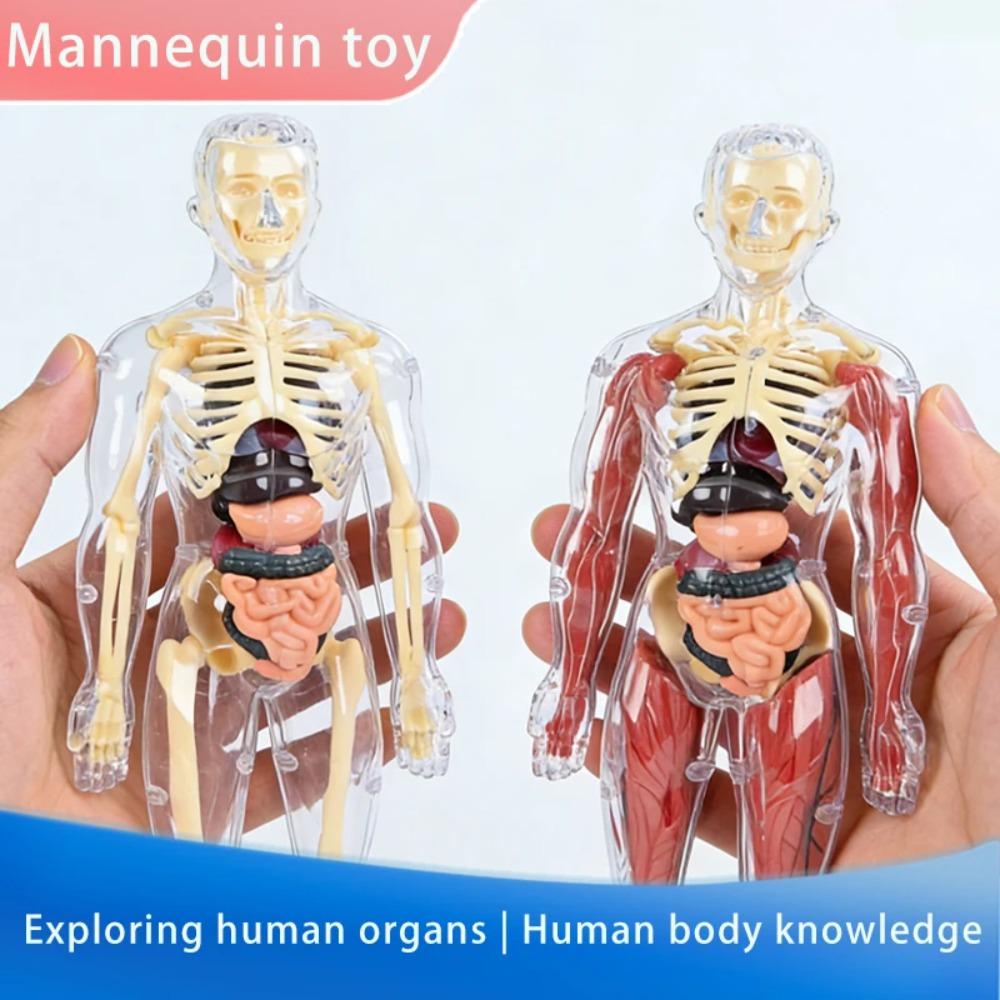 Modello Struttura Corpo Umano Smontabile Assemblato per Bambini, Scheletro Intero, Scheletro Organi, Giocattolo Simulazione Anatomia Medica