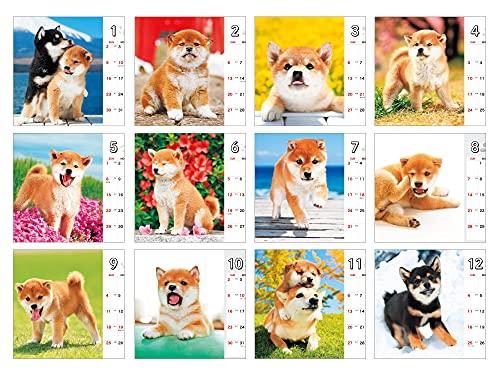 Shiba Inu Weather Mini (Impress Calendar 2022)