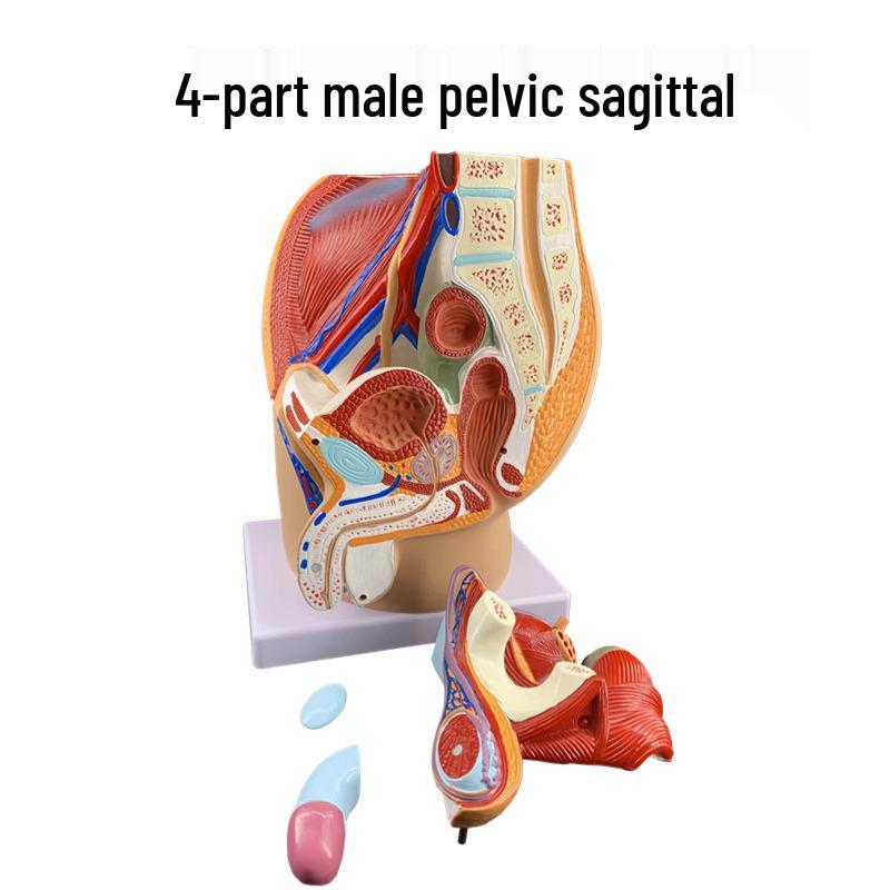 Male Pelvic and Prostate Model: Includes Sagittal View of Female Reproductive and Urinary Systems
