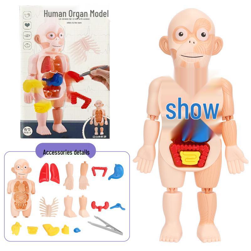 

Международная модель скелета человека для науки и образования - детская анатомическая игрушка