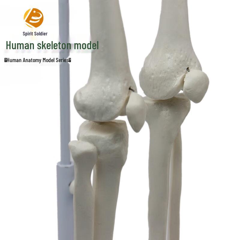 Life-Size Human Skeleton Model