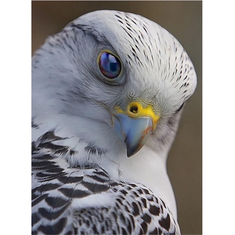 

Полный 5D Diy Алмазная картина Белая Сова Алмазная вышивка Полный набор аниме Наборы для вышивки крестом Домашний декор Подарок ручной работы