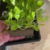 Air Plant Stand Plant Displa Stainless Steel Container