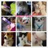 Hundemarke Personalisierte Haustier Katze Welpe ID-Marken Kostenlos Graviert Kundenspezifische Hundehalsband Halskette Verlustsichere Namens-Adressanhänger Knochenanhänger