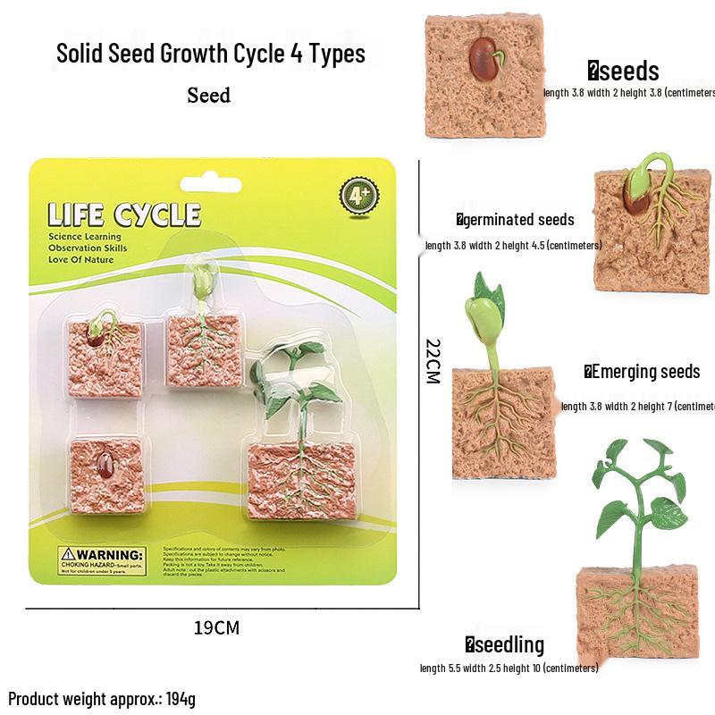 Children's Cognitive Toys: Frog Tadpole Growth Cycle Models