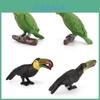 Childrens Parrot Bird Model Pvc Educational Display For Kids Learning And Collection