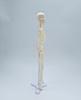 45cm Human Skeletal Model for Medical Teaching and Education