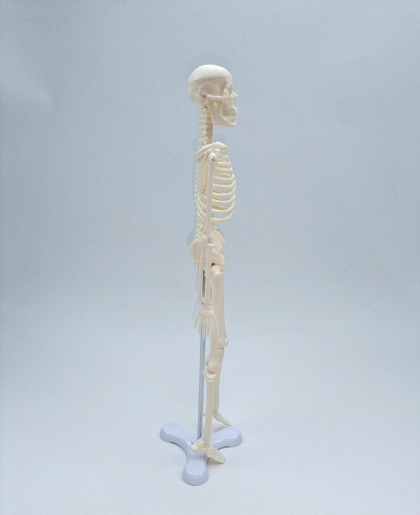 45cm Human Skeletal Model for Medical Teaching and Education
