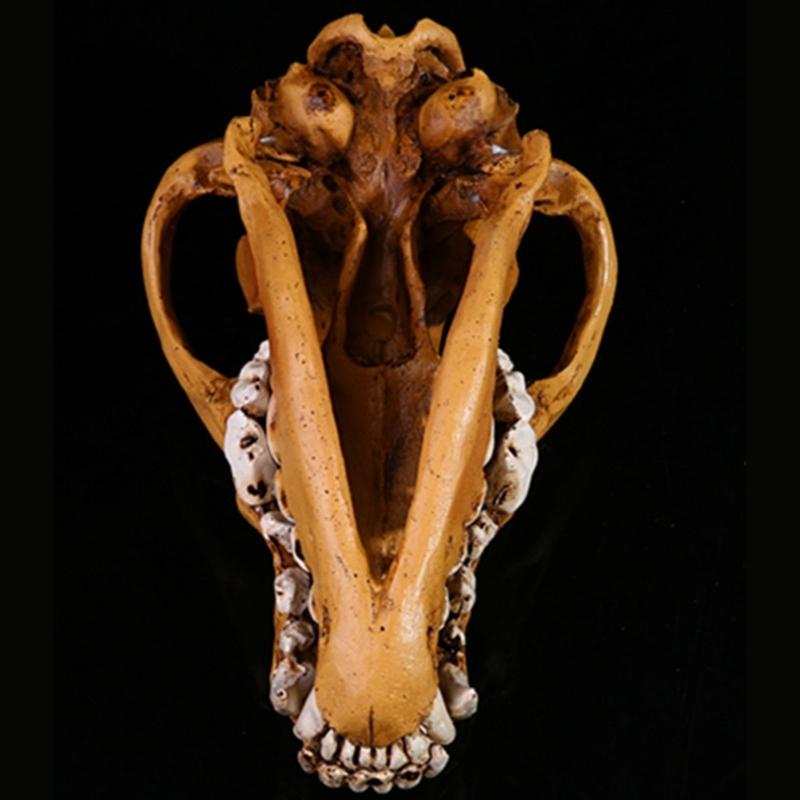 Realistic Wolf Skull Skeleton Resins Model Replicas for Home Decors Museums Display Educational Anatomy Art Collections