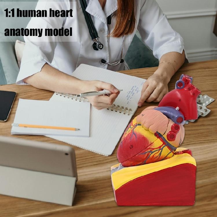 Modello Cuore Umano Modello Anatomico Cuore Umano Facile da Usare Ausilio Didattico Medico Numero Modello Cuore Medico