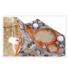 Three-layer Sound Paper Cat  Tunnel Interesting Breathable Cat-claw-shaped Hole Tear-resistance