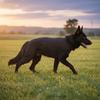 Verstellbarer Hundebein-Rehabilitationsanzug Atmungsaktiver Anti-Leck-Haustier-Erholungsanzug Bequeme Passform Hunde-Kniebandage